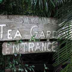 Silky Oak Tea Gardens Logo